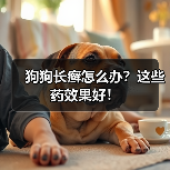狗狗长癣怎么办?这些药效果好!(图2) 狗狗长癣怎么办?这些药效果好!(图2)