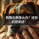 狗狗长癣怎么办?这些药效果好!(图1) 狗狗长癣怎么办?这些药效果好!(图1)