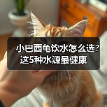 小巴西龟饮水怎么选?这5种水源最健康(图4) 小巴西龟饮水怎么选?这5种水源最健康(图4)