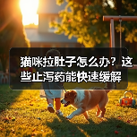 猫咪拉肚子怎么办?这些止泻药能快速缓解(图3) 猫咪拉肚子怎么办?这些止泻药能快速缓解(图3)