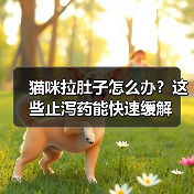 猫咪拉肚子怎么办?这些止泻药能快速缓解(图4) 猫咪拉肚子怎么办?这些止泻药能快速缓解(图4)