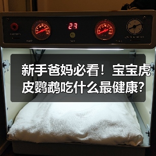新手爸妈必看!宝宝虎皮鹦鹉吃什么最健康?(图3) 新手爸妈必看!宝宝虎皮鹦鹉吃什么最健康?(图3)
