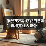 猫鼻支不治疗能自愈吗?真相竟让人意外!(图1) 猫鼻支不治疗能自愈吗?真相竟让人意外!(图1)