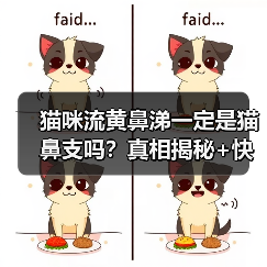 猫咪流黄鼻涕一定是猫鼻支吗?真相揭秘+快速鉴别方法!(图3) 猫咪流黄鼻涕一定是猫鼻支吗?真相揭秘+快速鉴别方法!(图3)