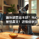 猫咪感冒总不好?当心是猫鼻支!这些症状别忽视(图1) 猫咪感冒总不好?当心是猫鼻支!这些症状别忽视(图1)
