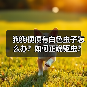 狗狗便便有白色虫子怎么办?如何正确驱虫?(图3) 狗狗便便有白色虫子怎么办?如何正确驱虫?(图3)