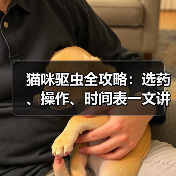 猫咪驱虫全攻略:选药、操作、时间表一文讲清(图4) 猫咪驱虫全攻略:选药、操作、时间表一文讲清(图4)