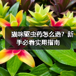 猫咪驱虫药怎么选?新手必看实用指南(图3) 猫咪驱虫药怎么选?新手必看实用指南(图3)