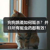 狗狗跳蚤如何驱杀?并非所有驱虫药都有效!(图2) 狗狗跳蚤如何驱杀?并非所有驱虫药都有效!(图2)