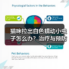 猫咪拉出白色蠕动小虫子怎么办?治疗与预防全攻略(图4) 猫咪拉出白色蠕动小虫子怎么办?治疗与预防全攻略(图4)