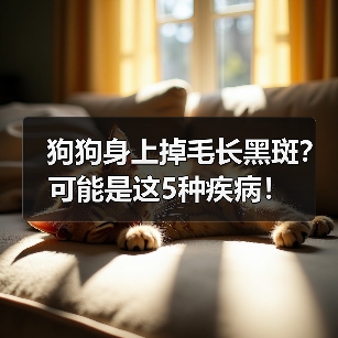 狗狗身上掉毛长黑斑?可能是这5种疾病!(图3) 狗狗身上掉毛长黑斑?可能是这5种疾病!(图3)