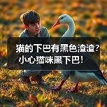 猫的下巴有黑色渣渣？小心猫咪黑下巴！