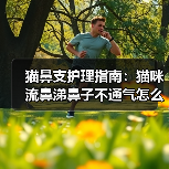 猫鼻支护理指南:猫咪流鼻涕鼻子不通气怎么办?(图4) 猫鼻支护理指南:猫咪流鼻涕鼻子不通气怎么办?(图4)