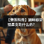【宠医科普】猫咪感染猫鼻支吃什么药?(图3) 【宠医科普】猫咪感染猫鼻支吃什么药?(图3)