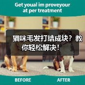 猫咪毛发打结成块？教你轻松解决！（图3）