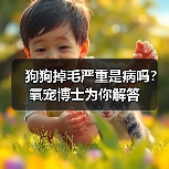 狗狗掉毛严重是病吗？氧宠博士为你解答（图3）
