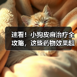 速看!小狗皮癣治疗全攻略,这些药物效果超棒(图4) 速看!小狗皮癣治疗全攻略,这些药物效果超棒(图4)