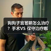 狗狗子宫蓄脓怎么治疗?手术VS 保守治疗哪种好?(图2) 狗狗子宫蓄脓怎么治疗?手术VS 保守治疗哪种好?(图2)