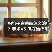 狗狗子宫蓄脓怎么治疗?手术VS 保守治疗哪种好?(图3) 狗狗子宫蓄脓怎么治疗?手术VS 保守治疗哪种好?(图3)