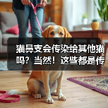 猫鼻支会传染给其他猫吗？当然！这些都是传染途径！（图3）