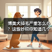 博美犬掉毛严重怎么办？这些妙招你知道几个？