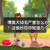 博美犬掉毛严重怎么办？这些妙招你知道几个？（图2）