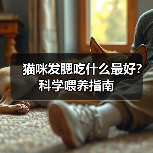 猫咪发腮吃什么最好？科学喂养指南