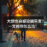 大猫也会感染猫鼻支?一文教你怎么治!(图3) 大猫也会感染猫鼻支?一文教你怎么治!(图3)