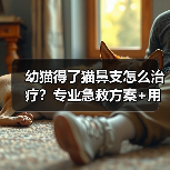 幼猫得了猫鼻支怎么治疗？专业急救方案+用药清单