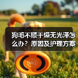 狗毛不顺干燥无光泽怎么办?原因及护理方案(图3) 狗毛不顺干燥无光泽怎么办?原因及护理方案(图3)