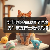 如何判断猫咪得了猫鼻支?氧宠博士教你几招(图3) 如何判断猫咪得了猫鼻支?氧宠博士教你几招(图3)