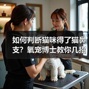 如何判断猫咪得了猫鼻支?氧宠博士教你几招(图2) 如何判断猫咪得了猫鼻支?氧宠博士教你几招(图2)