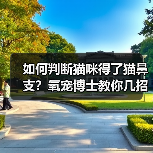 如何判断猫咪得了猫鼻支?氧宠博士教你几招(图4) 如何判断猫咪得了猫鼻支?氧宠博士教你几招(图4)