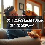 为什么狗狗总是乱咬东西？怎么解决？