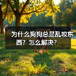 为什么狗狗总是乱咬东西?怎么解决?(图4) 为什么狗狗总是乱咬东西?怎么解决?(图4)