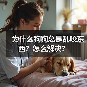 为什么狗狗总是乱咬东西?怎么解决?(图3) 为什么狗狗总是乱咬东西?怎么解决?(图3)