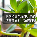 狗狗拉红色血便，治疗还是放弃？（如何判断狗狗拉血的严重程度及应对方法）（图3）