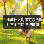 比熊什么时候可以洗澡?三个月后洗护指南(图2) 比熊什么时候可以洗澡?三个月后洗护指南(图2)