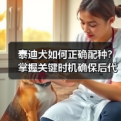 泰迪犬如何正确配种？掌握关键时机确保后代健康（图2）