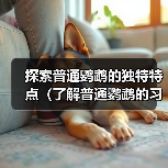 探索普通鹦鹉的独特特点（了解普通鹦鹉的习性、行为和沟通方式）（图1）