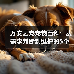 万安云宠宠物百科：从需求判断到维护的5个实用方法